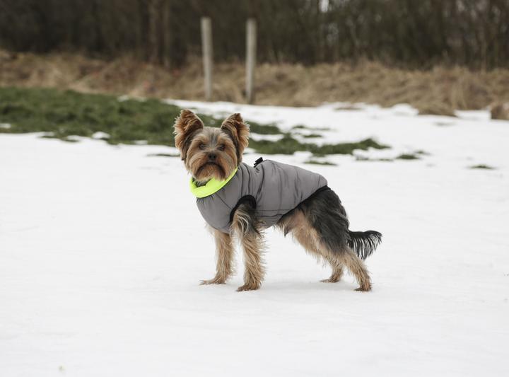 Actual product image Kerbl Charmonix quilted coat, grey/neon yellow, XS 30 cm (XS, Dog coat)