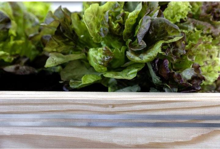 Image du produit Kerbl SnailStop Ruban de clôture 10 m Clôture électrique anti-limaces