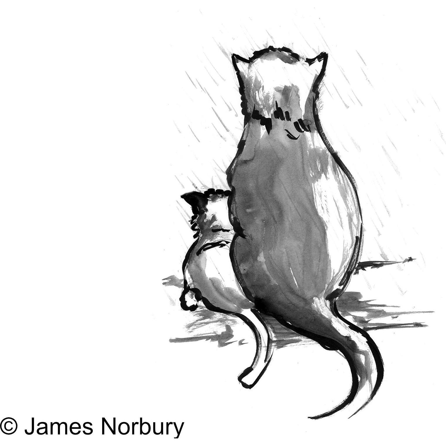 Die Katze, die nach Weisheit sucht, Belletristik von James Norbury