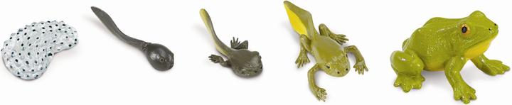Actual product image Safari Life Cycle Frog