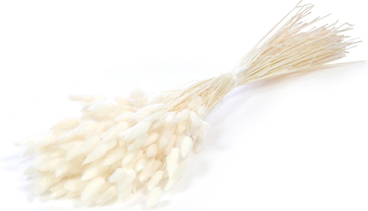Image du produit Anjel Ligue de Lagurus (Fleurs séchées)
