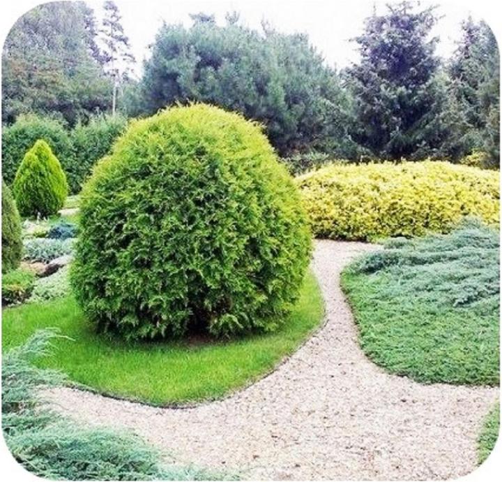 Actual product image Green Split Plastic lawn edging tape 15cm x 6m (600 cm)