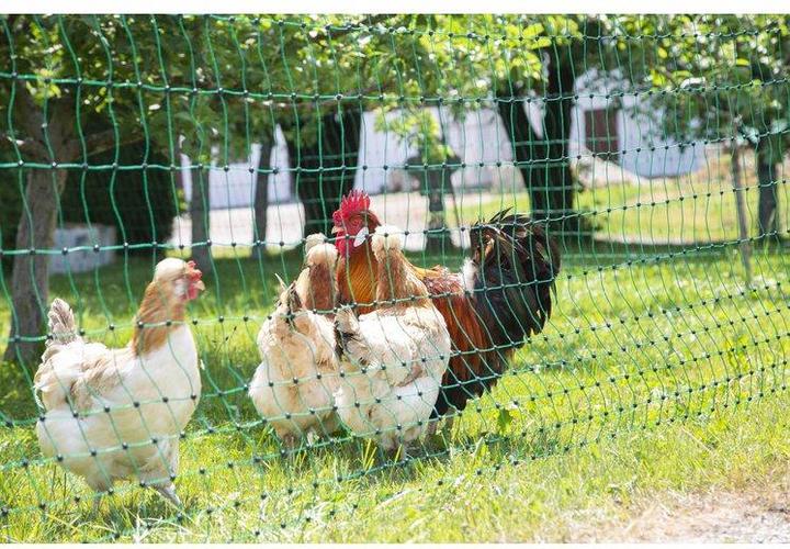 Actual product image Kerbl PoultryNet
