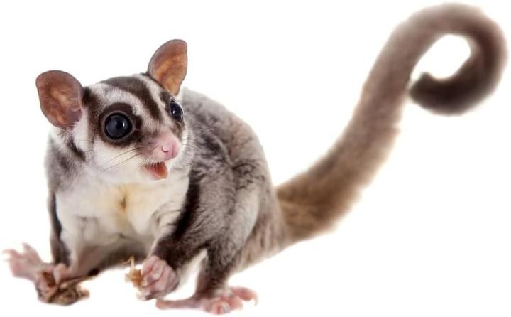 Produktbild Sugar Glider Alleinfutter, 750 g (0.75 kg)