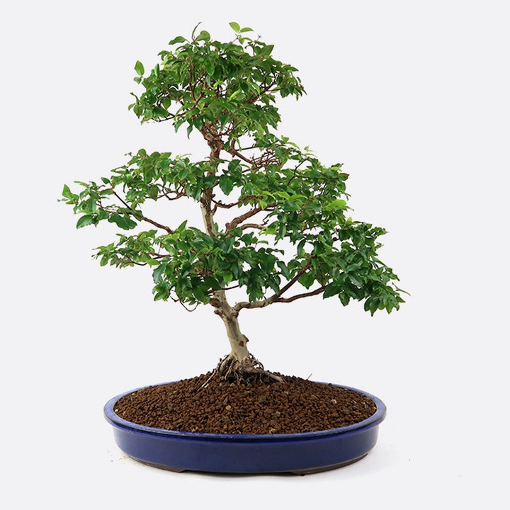 Produktbild Bonsai.ch Syzygium Kirschmyrte (65 cm)