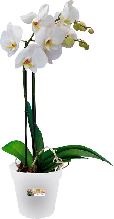 Produktbild Elho Green Basic Orchidee (13 cm)