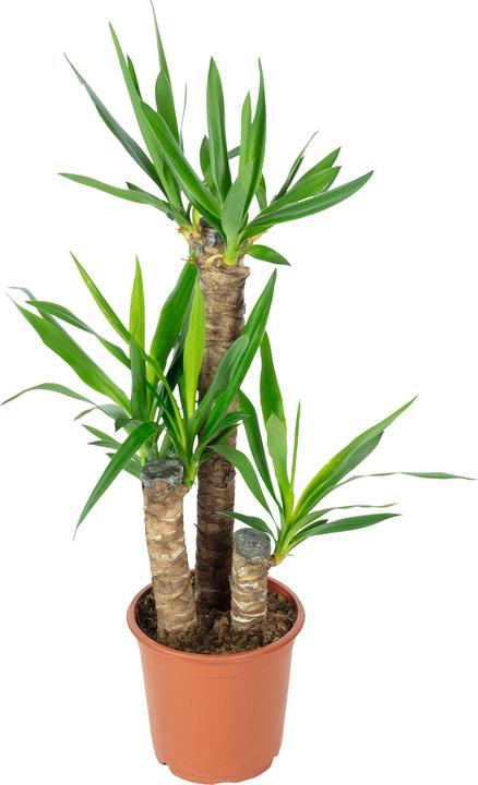Immagine prodotto Flowerbox Giglio delle palme - Yucca Elephantipes Palm (95 cm)