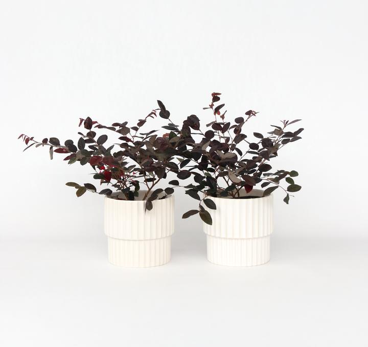 Produktbild Plant in a Box Loropetalum 'Fire Dance' - Riemenblüte (30 cm)