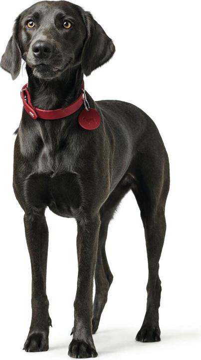 Produktbild Hunter Halsband Aalborg (45, 46, 47, 48, 49, 50, 52, 54, Hund, Hundesport)