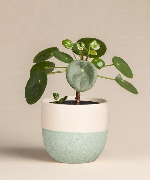 Actual product image feey Ufopflanze Bäumchen (30 cm, Freshly repotted, Animal friendly)