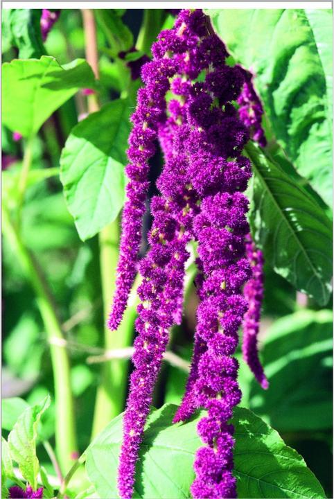 Image du produit Zollinger Bio Camarante décorative, Purple Rain
