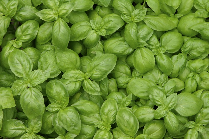 Immagine prodotto Living Seeds Basilico Genovese (Germogli)