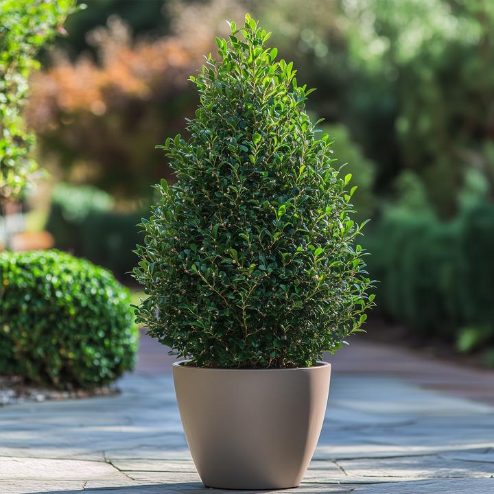Actual product image Plant in a Box Ilex crenata 'Jenny' - Japanese holly (55 cm)