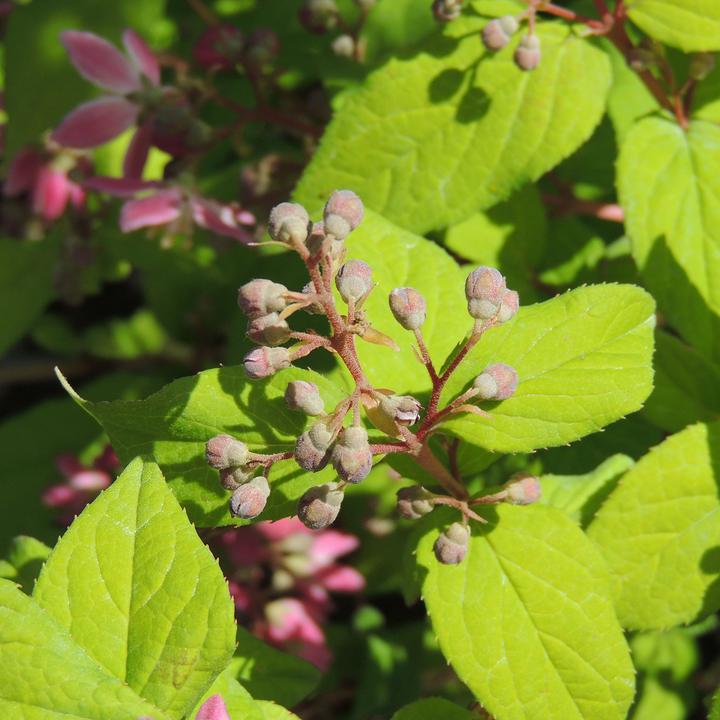 Produktbild Zulauf Deutzie / Deutzia hybrida 'Strawberry Field' (80 cm)