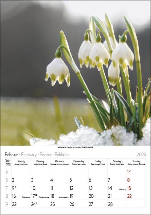 Produktbild Bltenzauber 2026