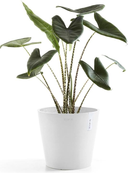 Immagine prodotto Ecopots Amsterdam (30 cm)