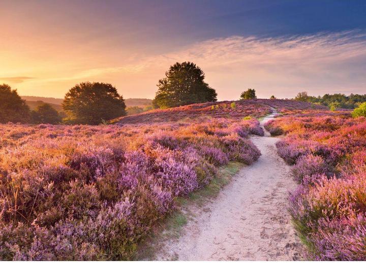 Immagine prodotto Ravensburger Sentiero rosa (1000 pezzi)