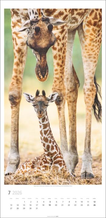 Produktbild Giraffen Kalender 2026 (33 x 68 cm)