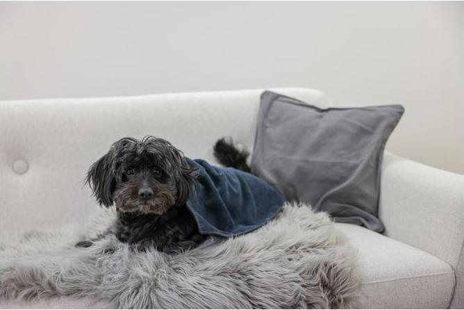 Produktbild Kerbl Handtuch für Hunde, blau, 50 x 60 cm (Katze, Kleintier)