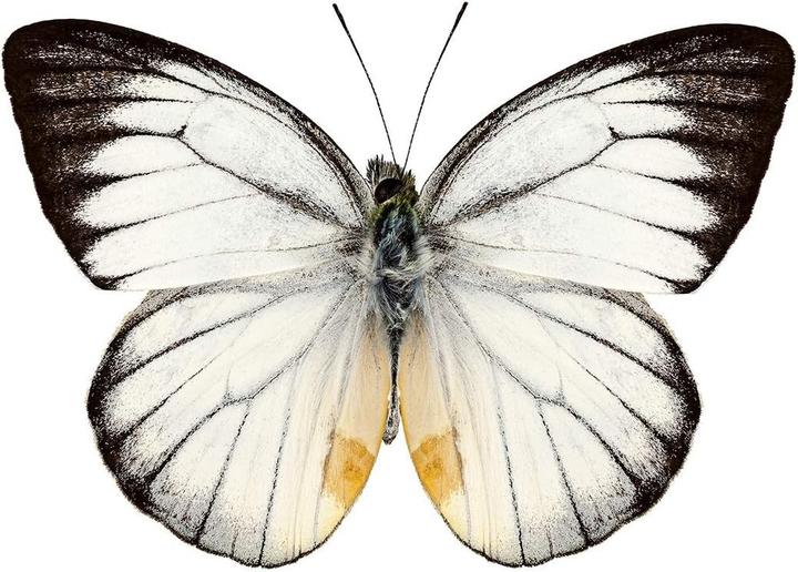 Produktbild Piko Flexgleis (Spur H0)