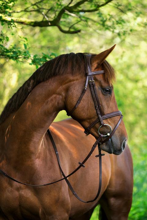 Immagine prodotto Kerbl Classic