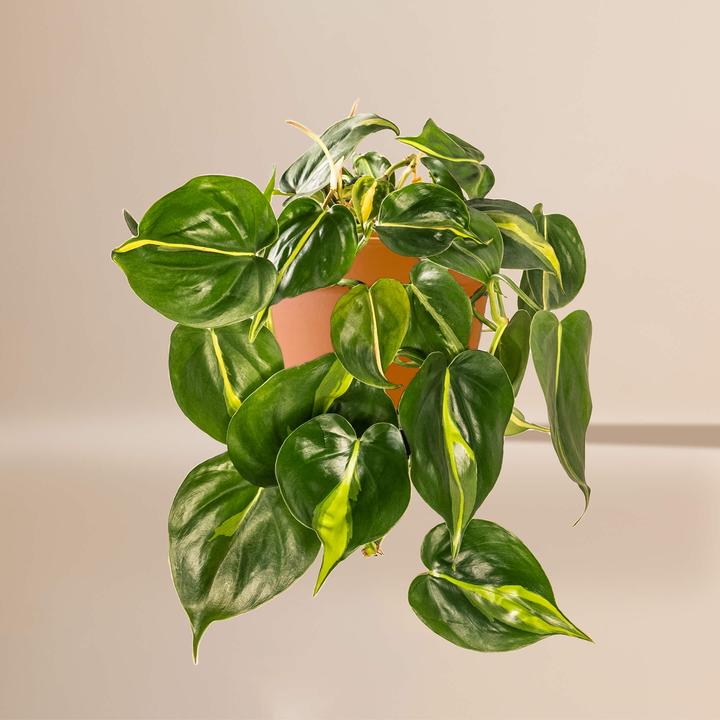 Produktbild Mary and Plants Brasil Ron Terrakotta (35 cm)