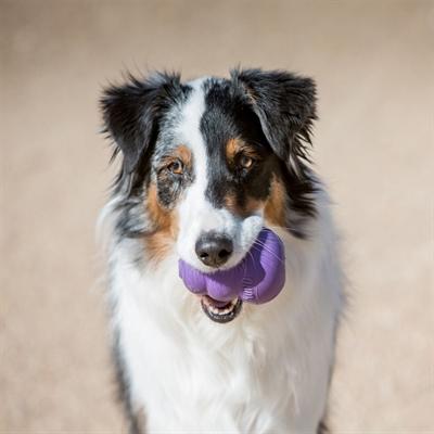 Produktbild KONG Senior Spielzeug (Kauspielzeug Hund)