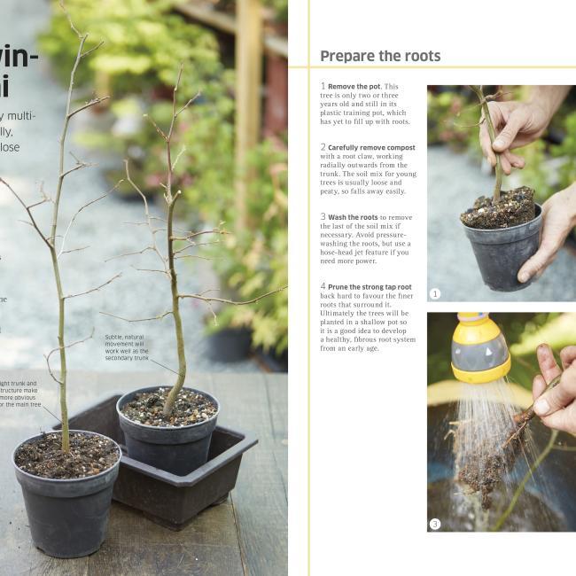 Produktbild bonsai (Englisch, 2014)