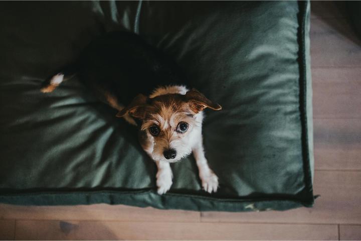 Immagine prodotto Hunter Cuscino ortopedico per cani Merida (Cane)