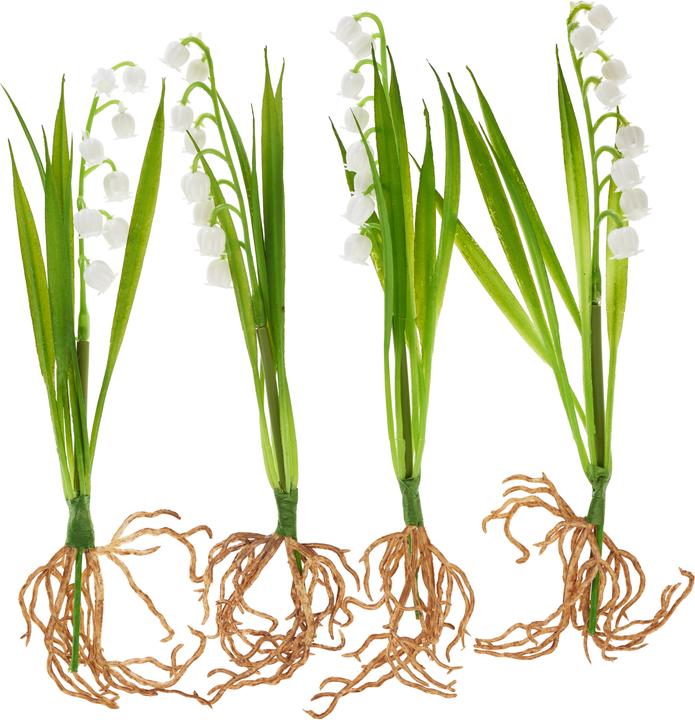 DPI Maiglöckchen mit Wurzeln, 4 Stück