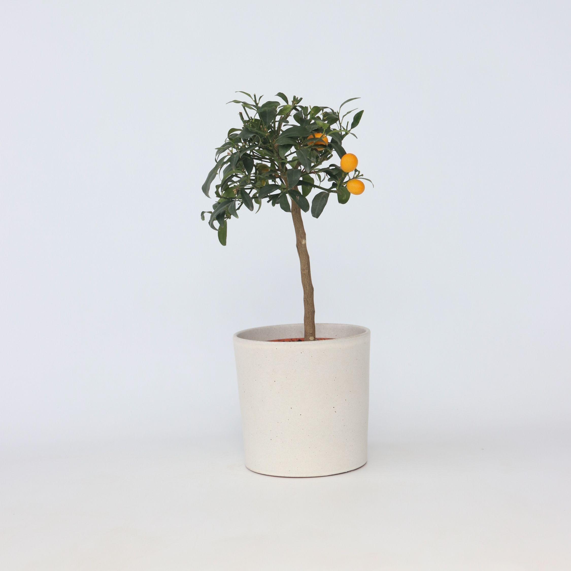 Thumbnail - Plant in a Box, Pflanzen, Citrus microcarpa fortunella Kumquat (60 cm)