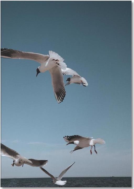Image du produit Juniqe Seagulls II - Mouettes (A5, À rayures)