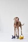 Image du produit Hunter Jouet pour chien Eiby Girafe (Jouet en peluche chien)