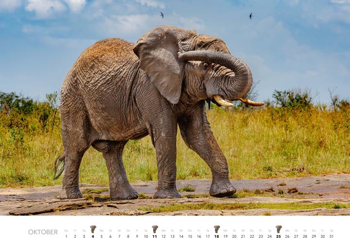 Produktbild Elefanten Kalender 2026