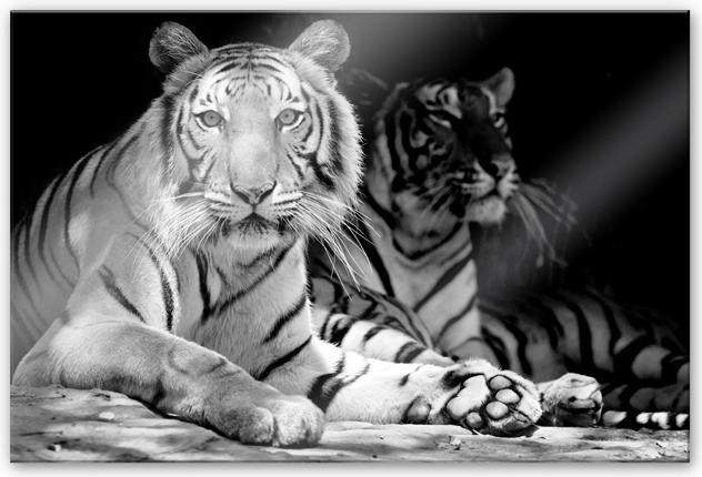 Image du produit Trenddeko Deux tigres royaux (200 x 130 cm)