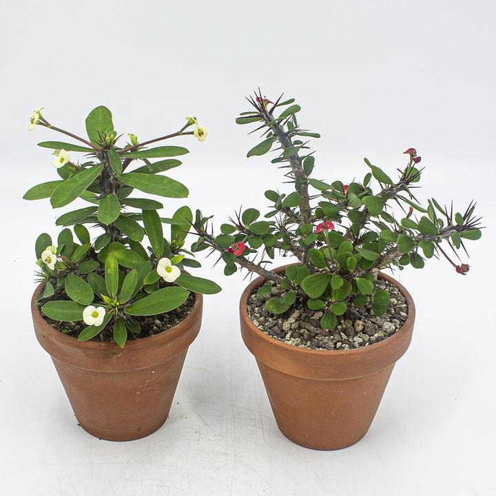 Immagine prodotto Kakteen Gautschi Euphorbia milii Set (25 cm)