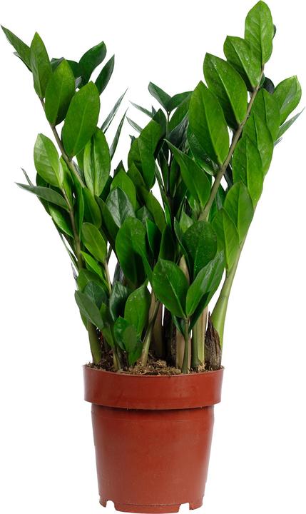 Flowerbox Glücksfeder - Zamioculcas zamiifolia