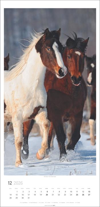Actual product image Pferde Kalender 2026 (33 x 68 cm, German)