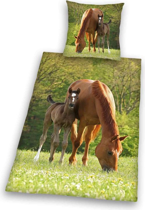 Herding Pferd mit Fohlen