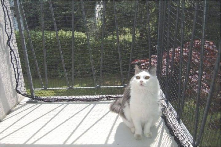 Immagine prodotto Windhager Rete di protezione per gatti