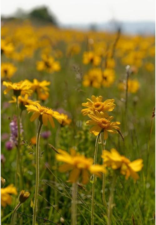 Image du produit Weleda Arnika (200 ml)