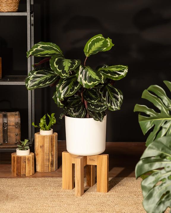 Image du produit feey Calathea Roseopicta (50 cm, Fraîchement rempotés, Respectueux des animaux)