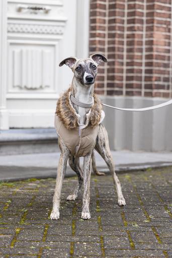 Actual product image Designed by Lotte Dog coat Philos (XL, Dog coat)