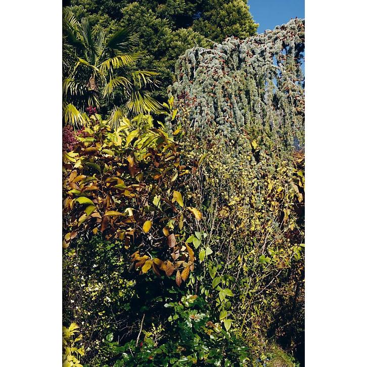 The Order of Things, Sachbücher von Nicolas Faure