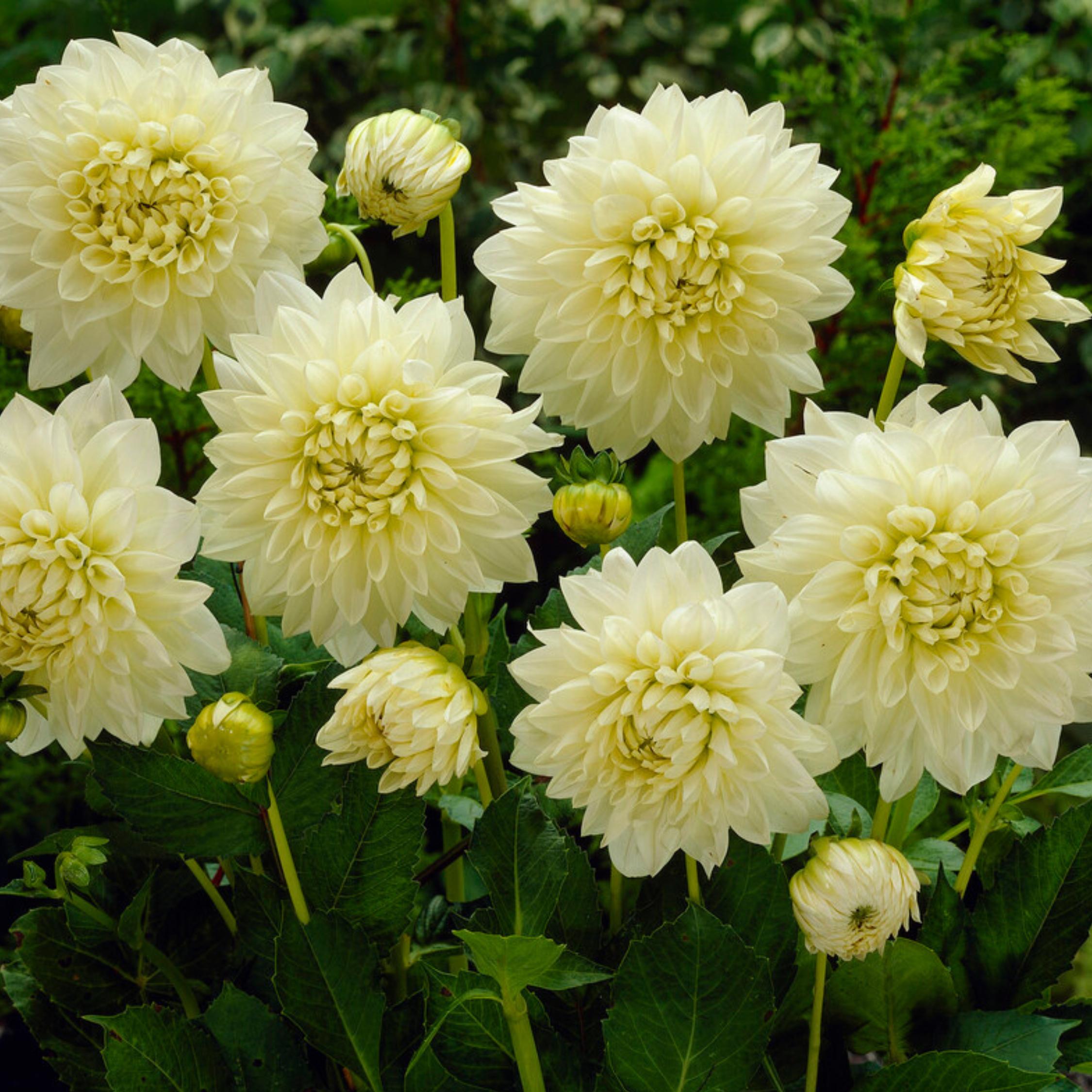 Thumbnail - Plant in a Box, Pflanzen, Dahlia White Perfection - 3er Set Dahlien (10 cm)