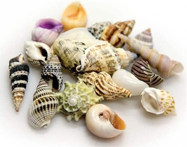 Produktbild Hobby Aquariumdekoration Schneckenhäuser Sea Shells Set M 10 Stück (sonstige Gegenstände)