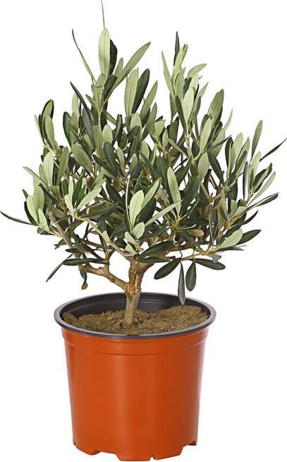 Plantlovers Olea Europaea (Olivenbaum) (35 cm, Fraîchement rempotés)