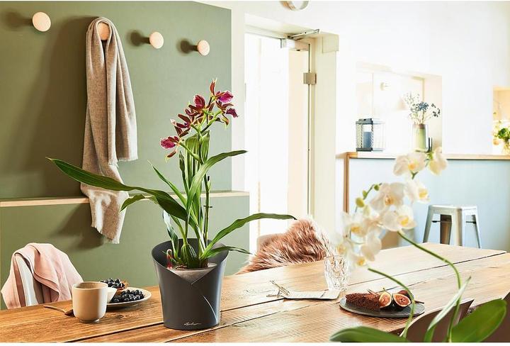 Produktbild Lechuza Orchidea (17.90 cm)