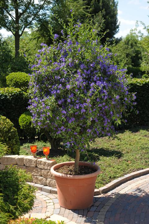 Produktbild Plant in a Box Lycianthes rantonnetii - 6er-Set Nachtschatten (25 cm)