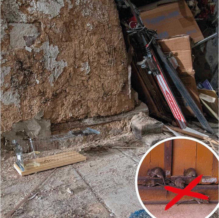 Produktbild Gardigo Lebendfalle Rat Cage Trap Lock